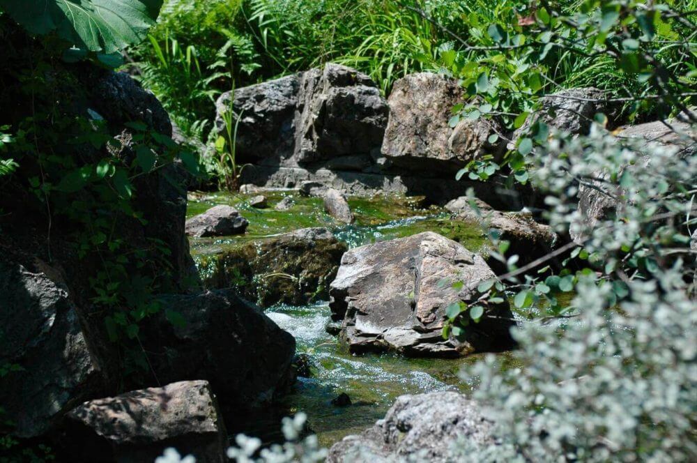 Rocks and plants in a botanic garden